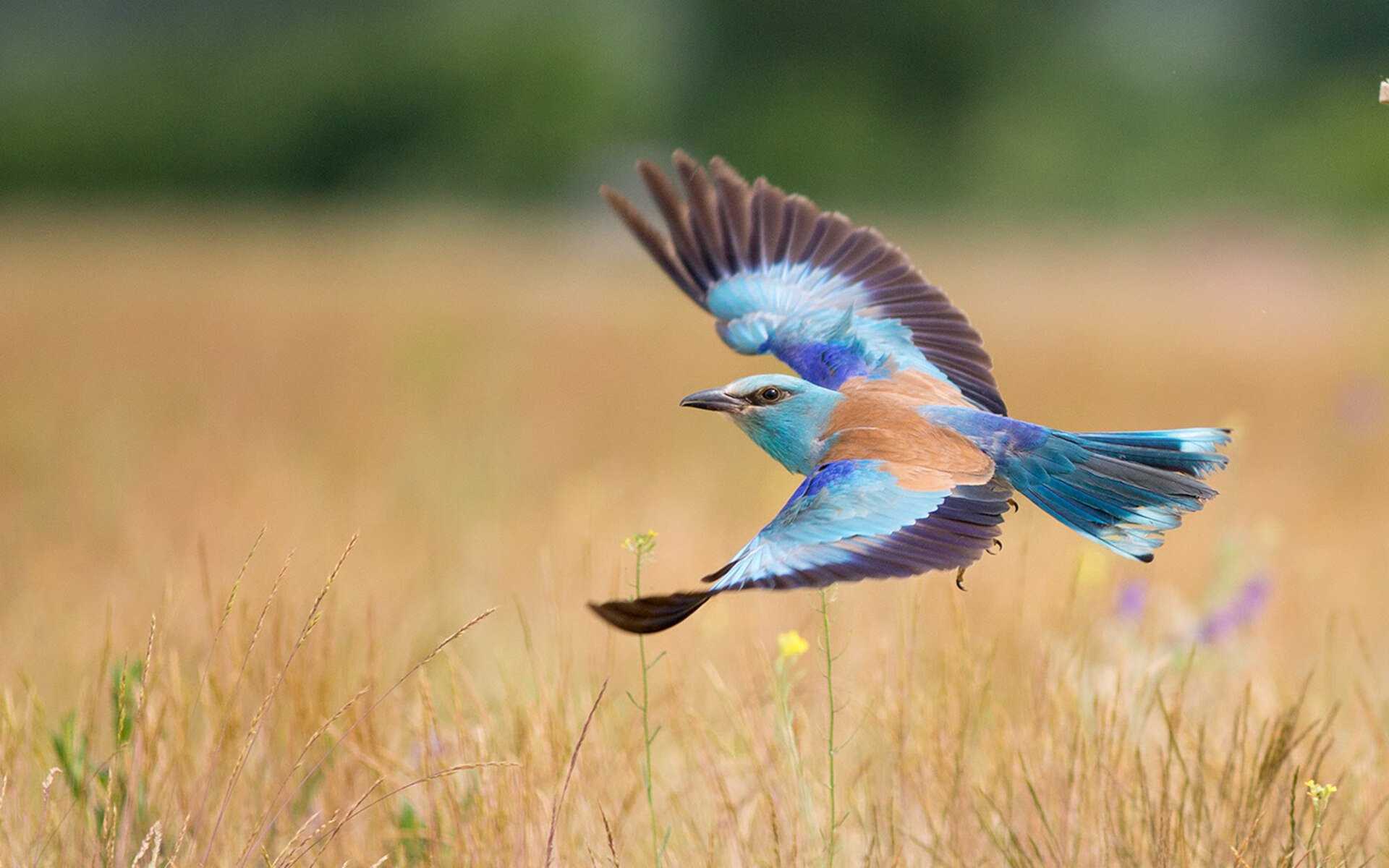 leyu乐鱼在线登录入口-年轻阵容初露锋芒，自由泳组最具潜力，自由泳最帅