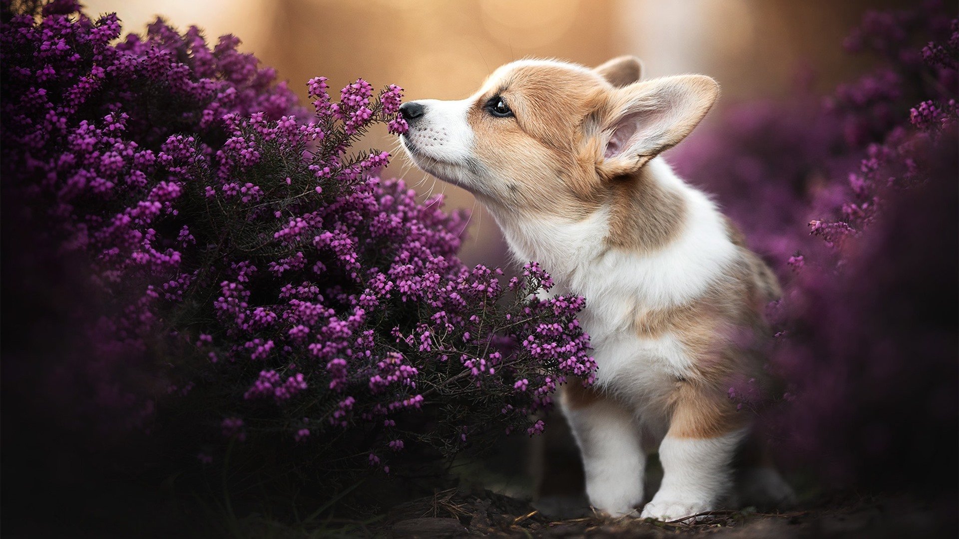 下载乐鱼体育APP-比赛节奏与外线命中率波动关系研究