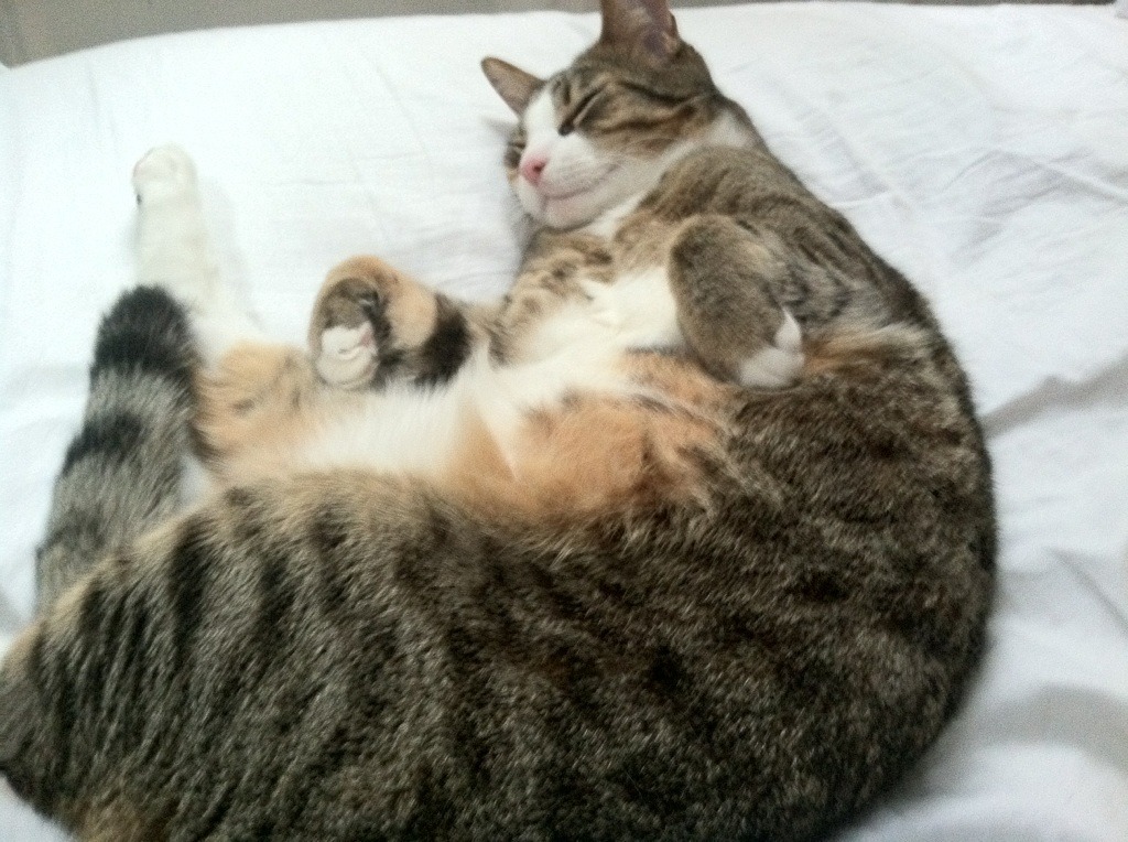 乐鱼体育平台官网-青少年体育大讲堂推广科学训练理念，青少年体育宣传