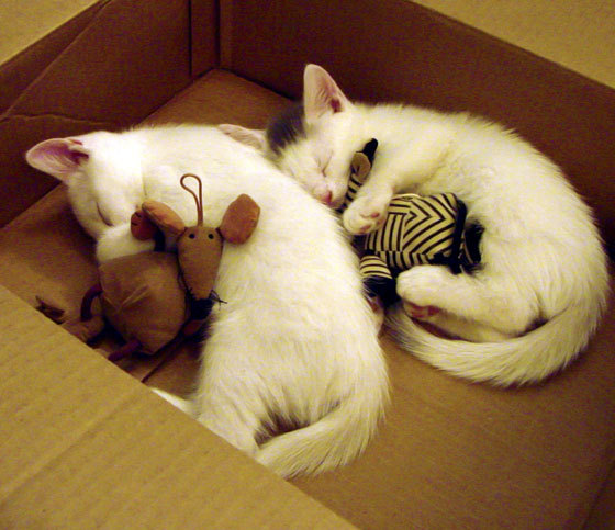 leyu乐鱼体育综合-马术比赛观众数量再创新高，马术比赛观众数量再创新高怎么算