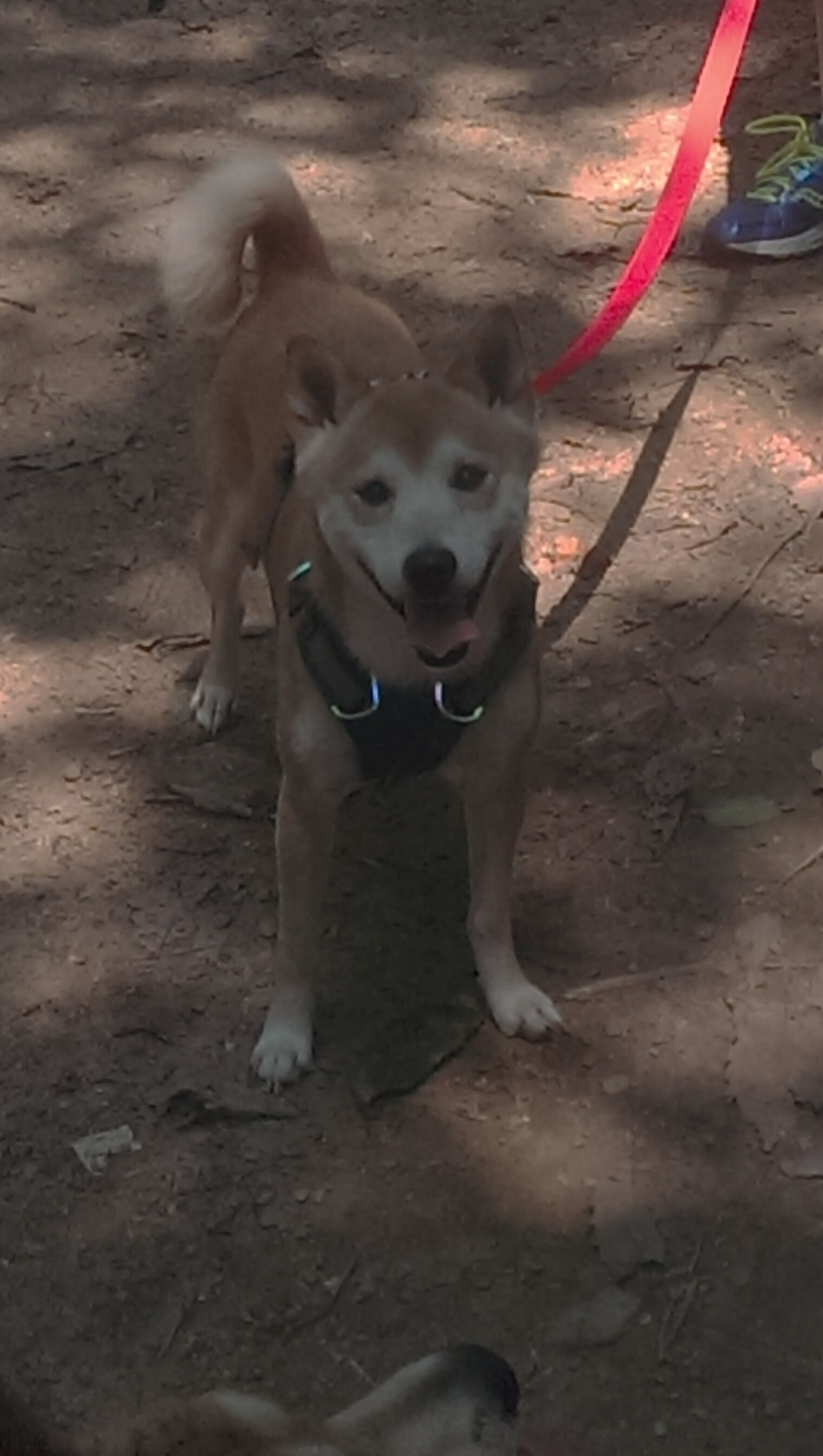 leyu乐鱼体育综合-马术比赛观众数量再创新高，马术比赛观众数量再创新高怎么算