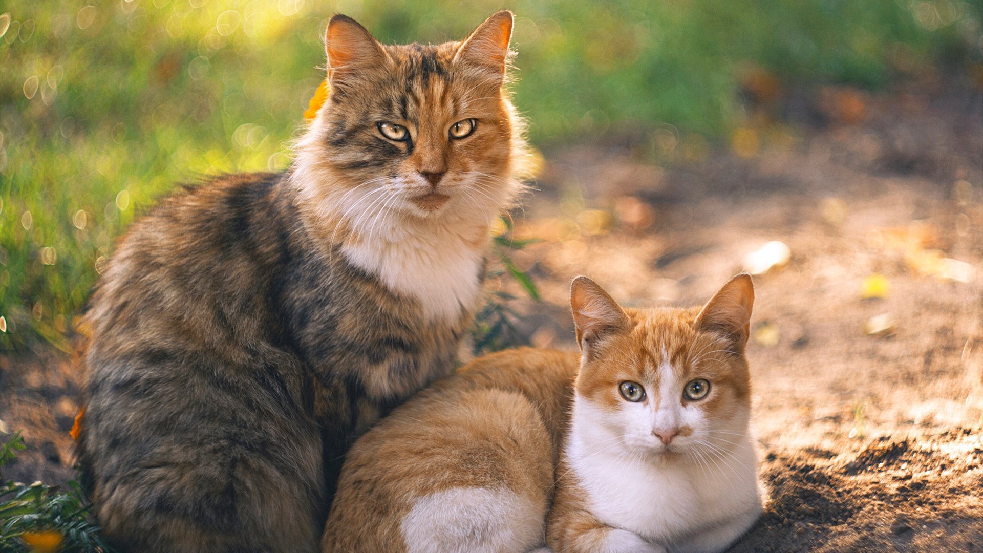 leyu乐鱼体育综合-公牛主场战术板被称秘密武器，公牛主力阵容