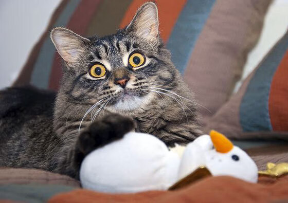 乐鱼体育App下载-国际田联推出新比赛规则，国际田联推出新比赛规则有哪些