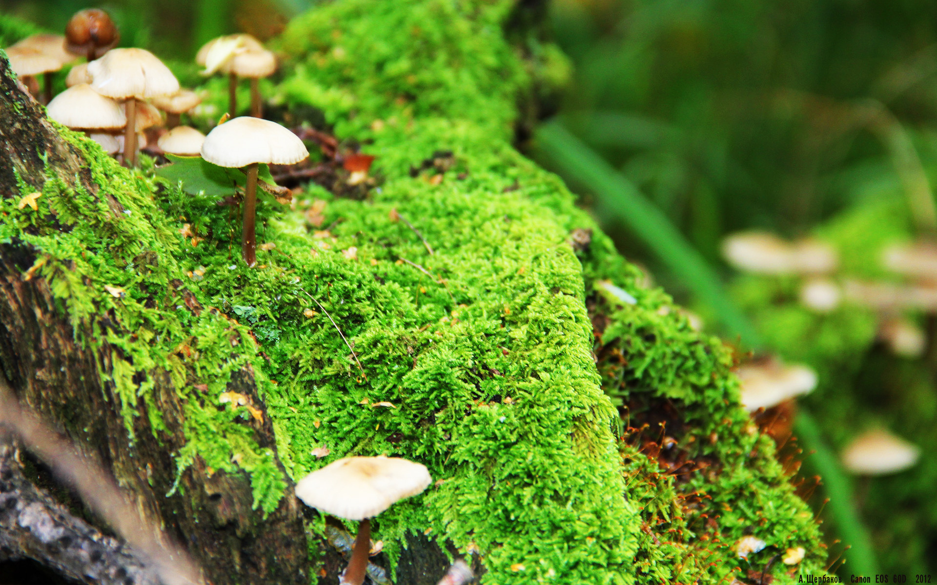 下载乐鱼体育APP-德甲攻防精彩：节奏快、变化多！，德甲强度