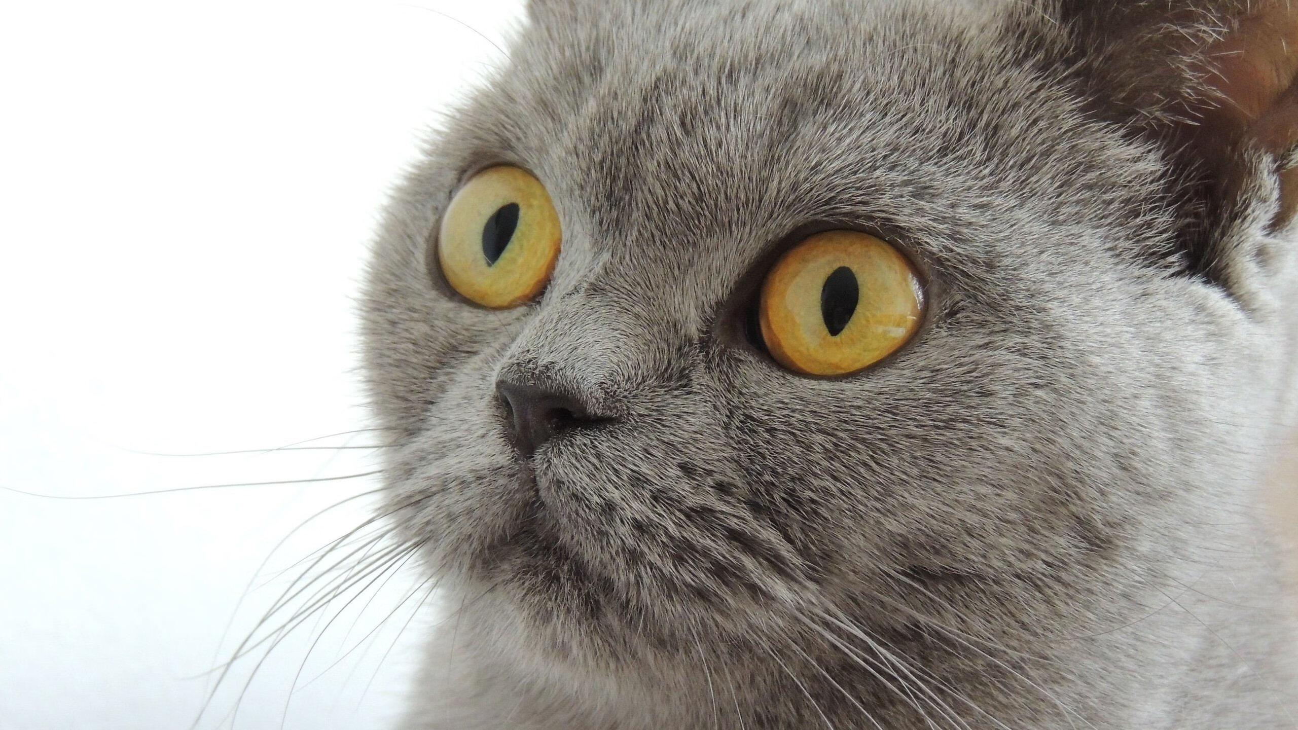 乐鱼电竞-热火关键时刻加强防守主场力挽狂澜,热火队联防战术