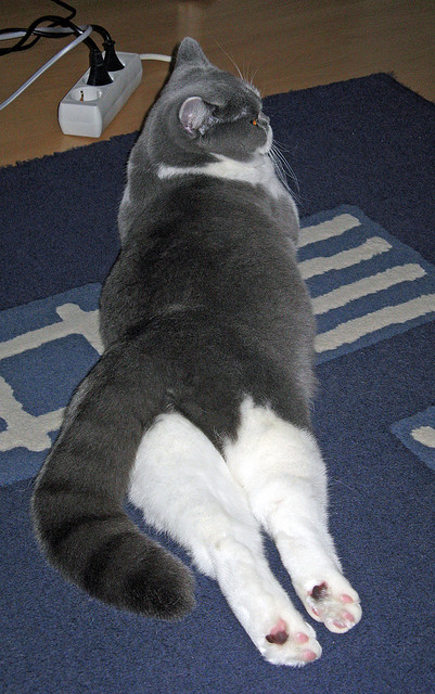 Leyu Sport登录入口-美洲杯超级个人秀：场上最闪耀的星光，美洲杯个人奖项